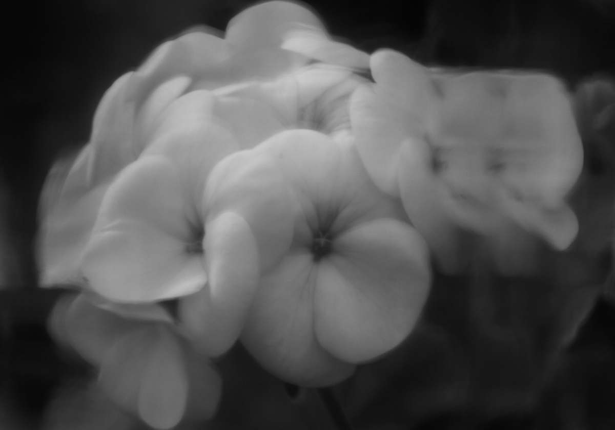 Homegrown Inspiration Posts