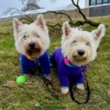 dogs outside homegrown garden centre gartcosh