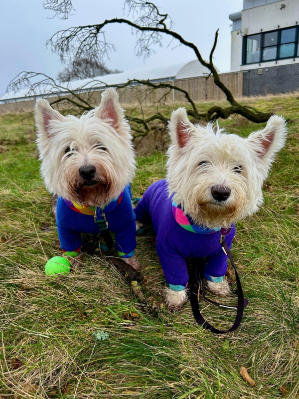 dogs outside homegrown garden centre gartcosh