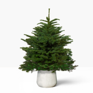 Noble Fir Pot Grown Christmas Tree